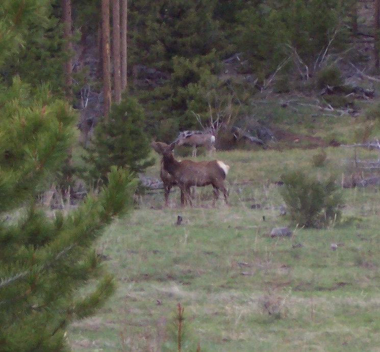 Elk and Deer feeding